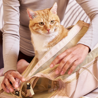 Essentiels de voyage pour animaux