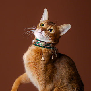 Collier ras-du-cou en velours pour chats