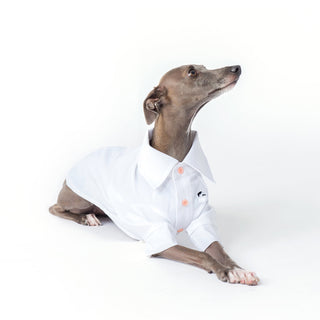 Chemise rafraîchissante et antiallergique pour chien en bambou