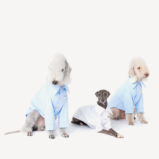 Chemise rafraîchissante et antiallergique pour chien en bambou